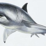 Megalodon’s True Scale: A Slender and Efficient Ocean Predator