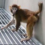 Scientists Clone First Healthy Monkey, Raising Prospect of Human Cloning