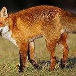 Rabid Fox Bites Prompt Health Emergency in Peekskill