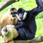 Females Found to Wield More Power in Primate Societies Than Previously Thought