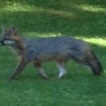 Rabid Fox Attacks Lead to Rabies Concerns in Peekskill