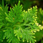 Ancient Genetic Stability Discovered in Lycophytes, Providing Window into Plant Evolution