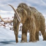 Mammoth Migration: 14,000 Year Old Tusks Reveal Woolly Mammoths Followed Early Alaskan Hunters North