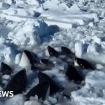 Desperate Efforts to Save Pod of Orcas Trapped in Ice off Japan’s Hokkaido Coast